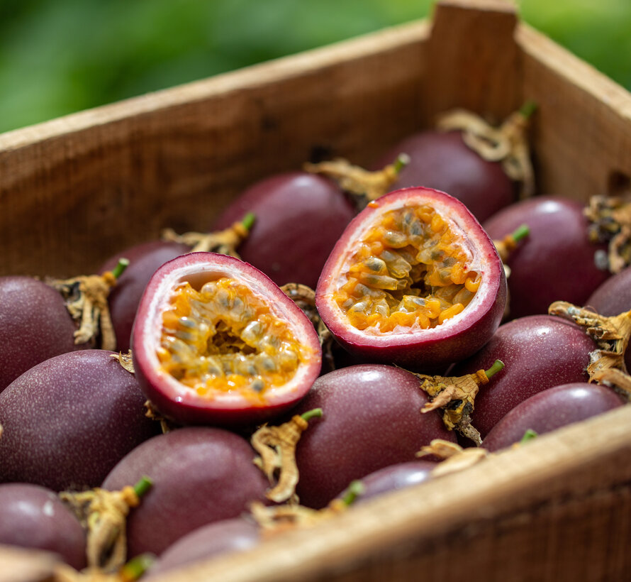 Passion Fruits